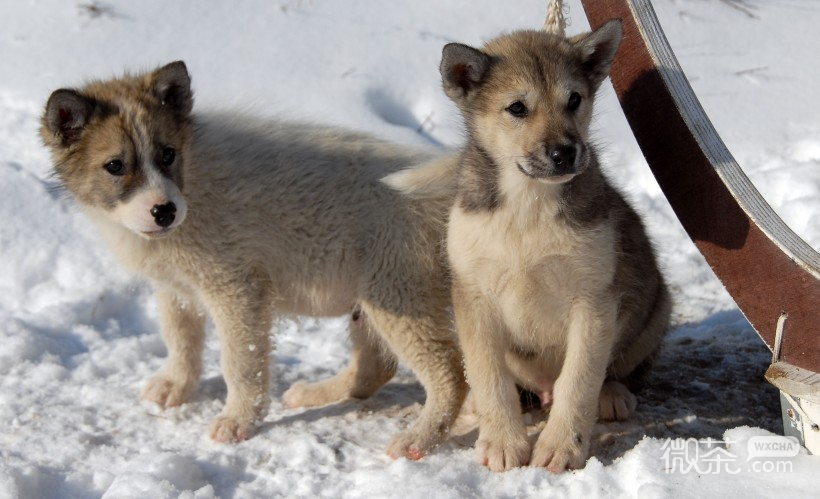 可爱萌萌哒的雪橇犬微信摄影图片
