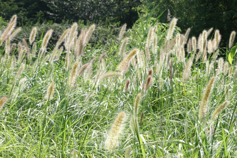 美丽顽强的狗尾巴草微信摄影图片