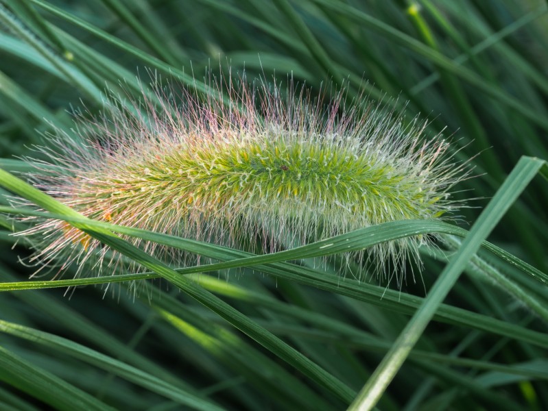美丽顽强的狗尾巴草微信摄影图片