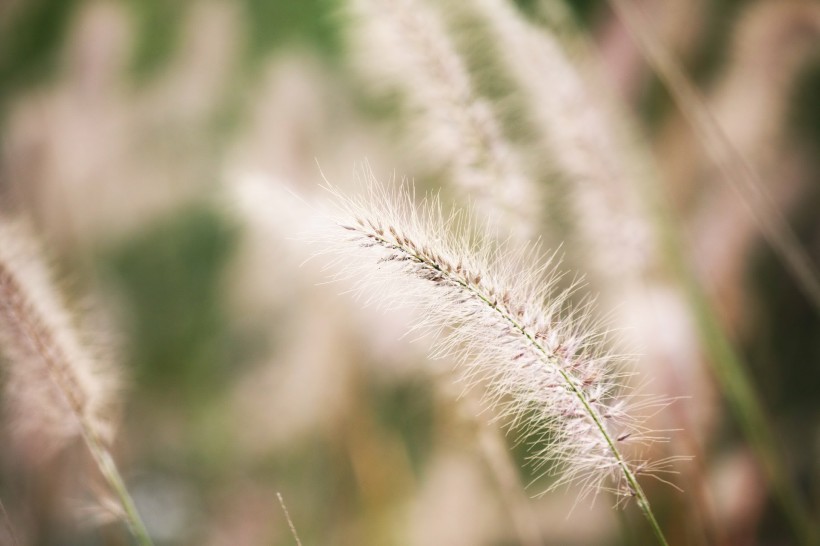 美丽顽强的狗尾巴草微信摄影图片