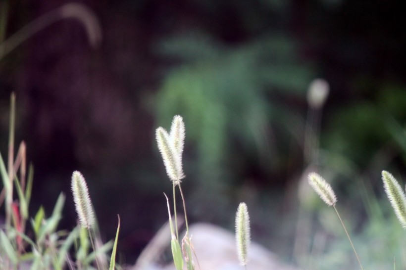 美丽顽强的狗尾巴草微信摄影图片