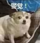 哈哈哈微信恶搞群聊斗图表情包