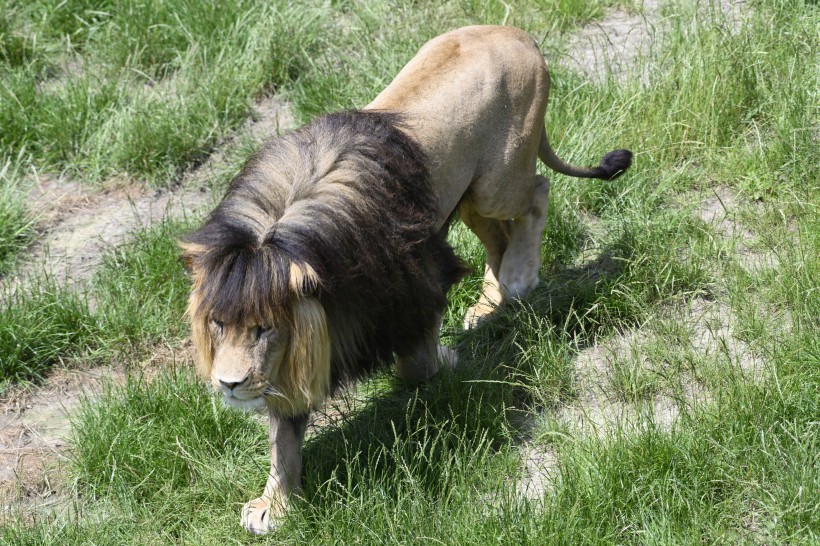 凶猛霸气的狮子微信唯美摄影图片