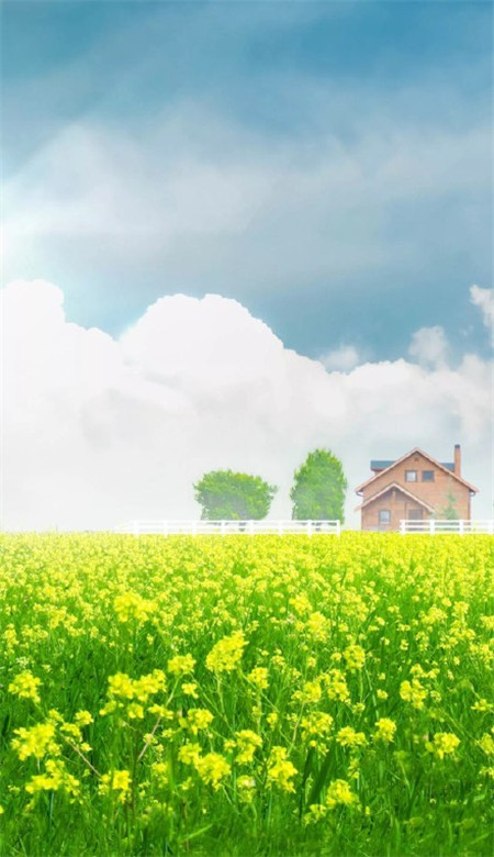 唯美好看的微信油菜花田摄影图