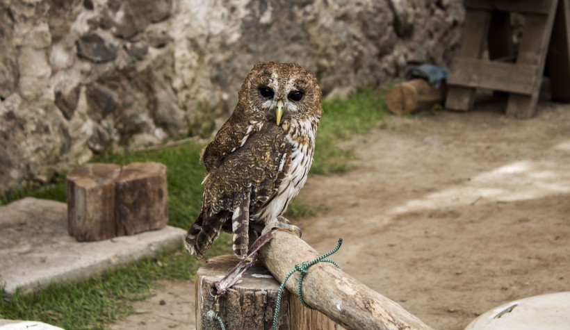 呆萌可爱的猫头鹰微信摄影图集