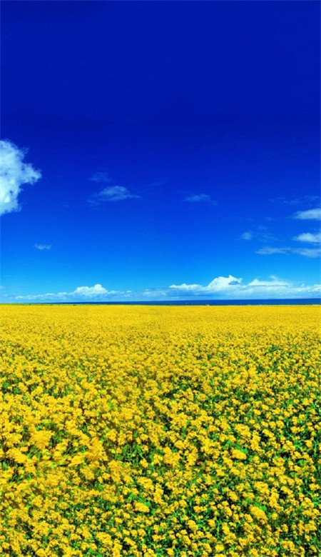 唯美好看的微信油菜花田摄影图