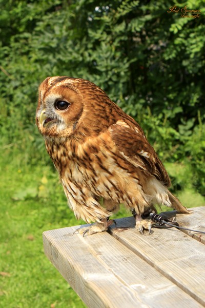 呆萌可爱的猫头鹰微信摄影图集