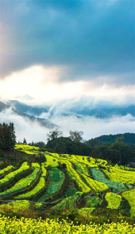 唯美好看的微信油菜花田摄影图