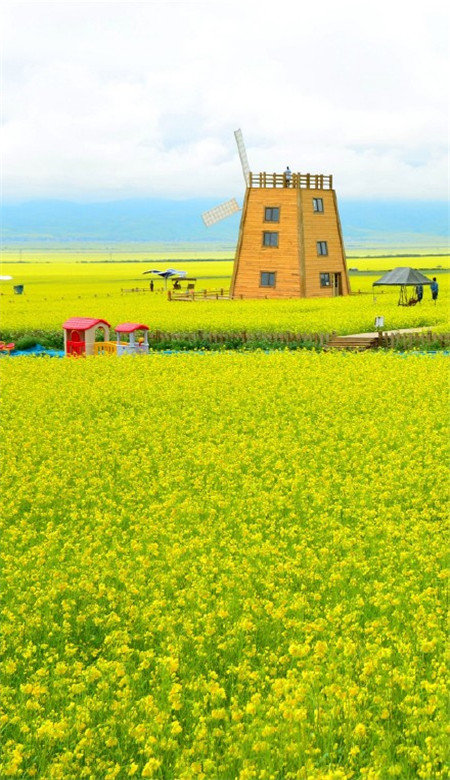 唯美好看的微信油菜花田摄影图