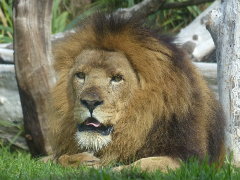 凶猛霸气的狮子微信唯美摄影图片