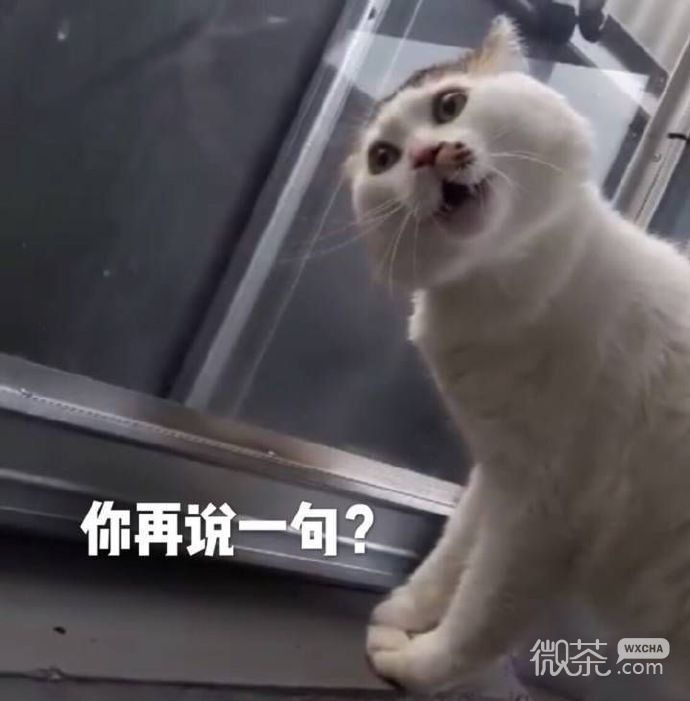 萌萌带字的微信喵星人表情包