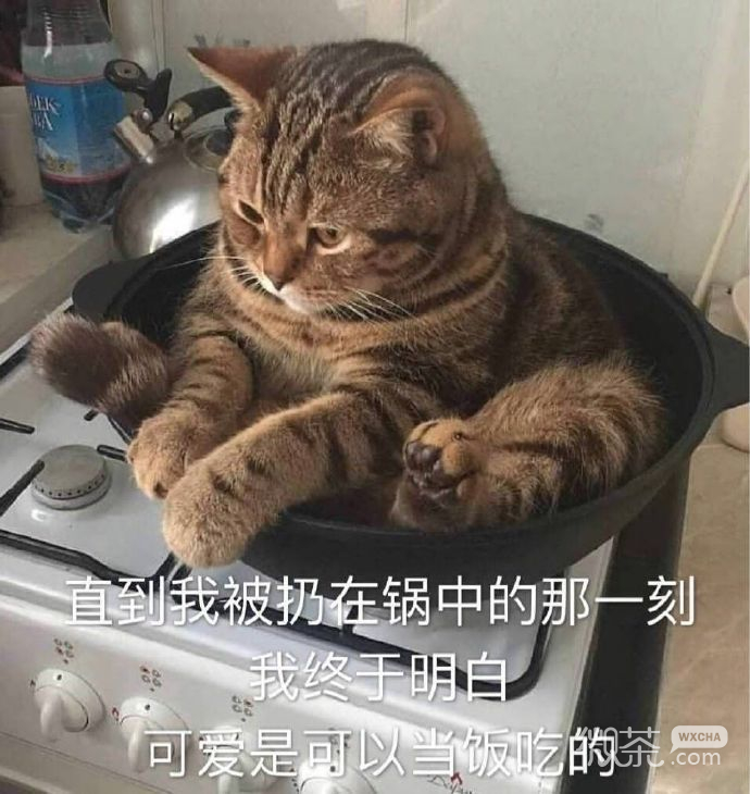 萌萌带字的微信喵星人表情包