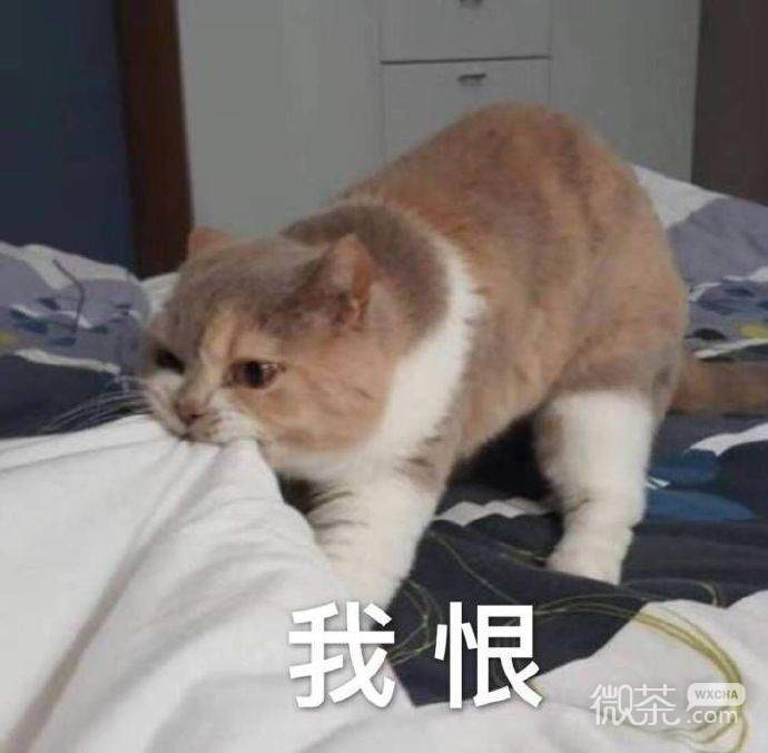 萌萌带字的微信喵星人表情包