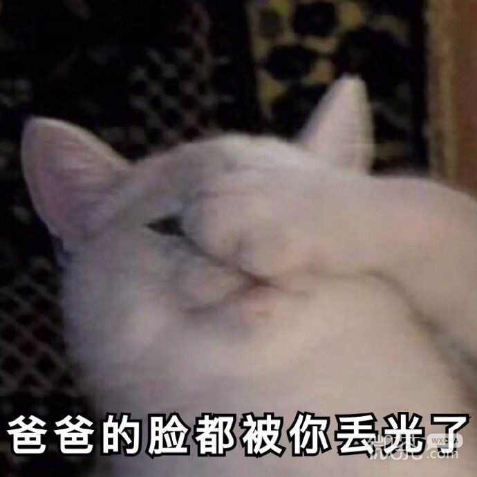 萌萌带字的微信喵星人表情包