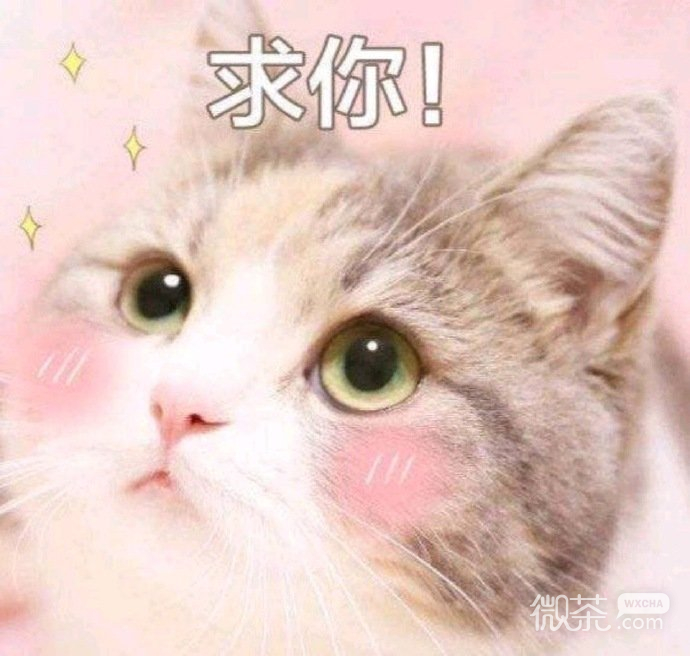 萌萌带字的微信喵星人表情包