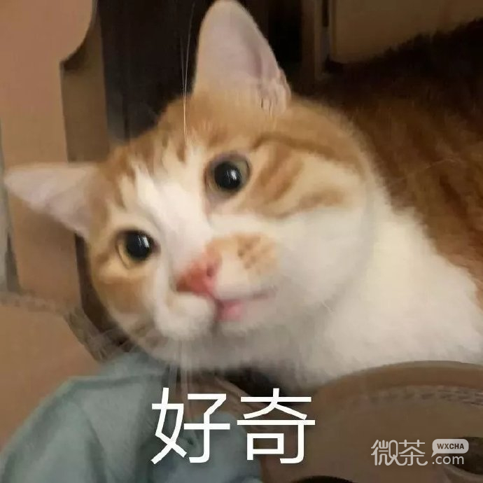 萌萌带字的微信喵星人表情包