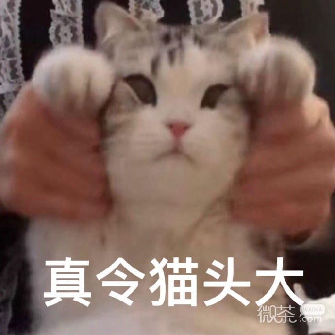 周末专享的微信沙雕斗图表情包