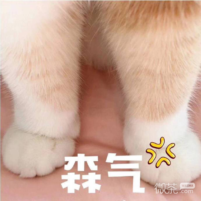 生气人士专用的微信带字表情包