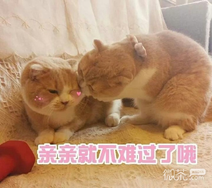 沙雕逗比的微信群聊斗图表情包