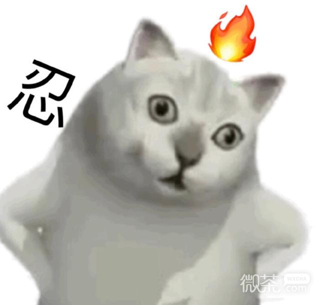 憨憨猫表情包