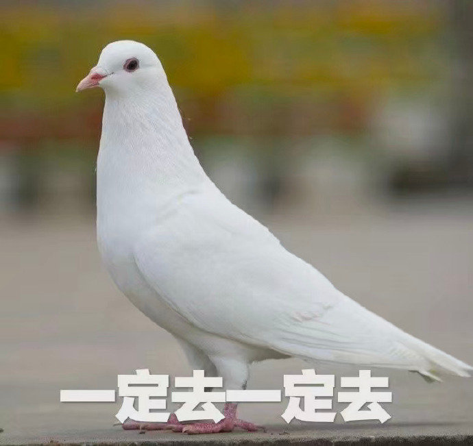 鸽子微信表情包