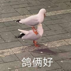 鸽子微信表情包
