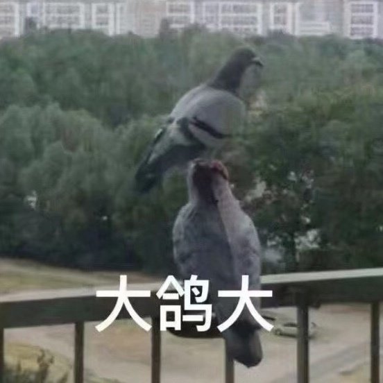 鸽子微信表情包
