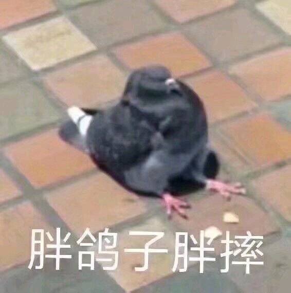 鸽子微信表情包