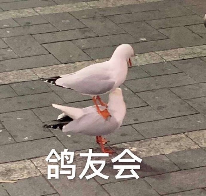 鸽子微信表情包