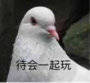 鸽子微信表情包