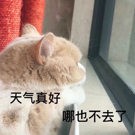 好想出去玩！ ​微信恶搞斗图表情包