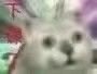 憨憨猫上网课表情包