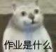 憨憨猫上网课表情包