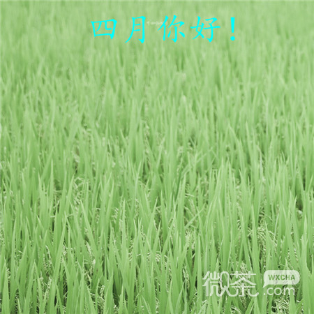 四月你好微信唯美带字图片