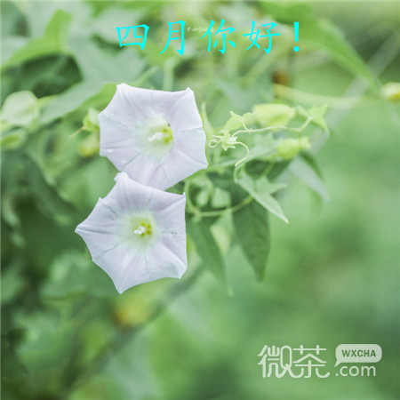 四月你好微信唯美带字图片