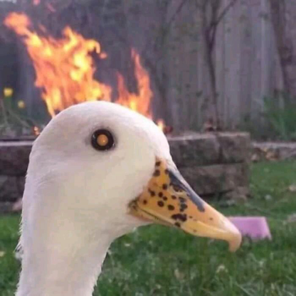 搞怪沙雕微信头像