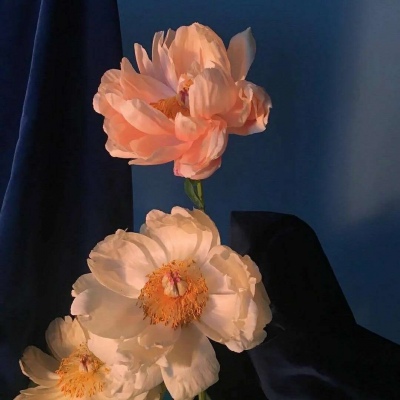 高清有意境的微信唯美静物头像