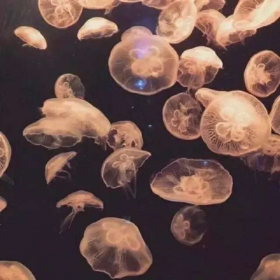 高清有意境的微信唯美静物头像