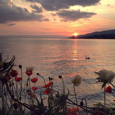 高清有意境的微信唯美静物头像