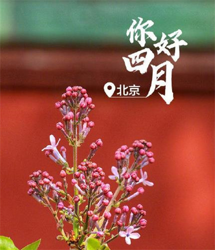 微信最新四月你好系列朋友圈配图