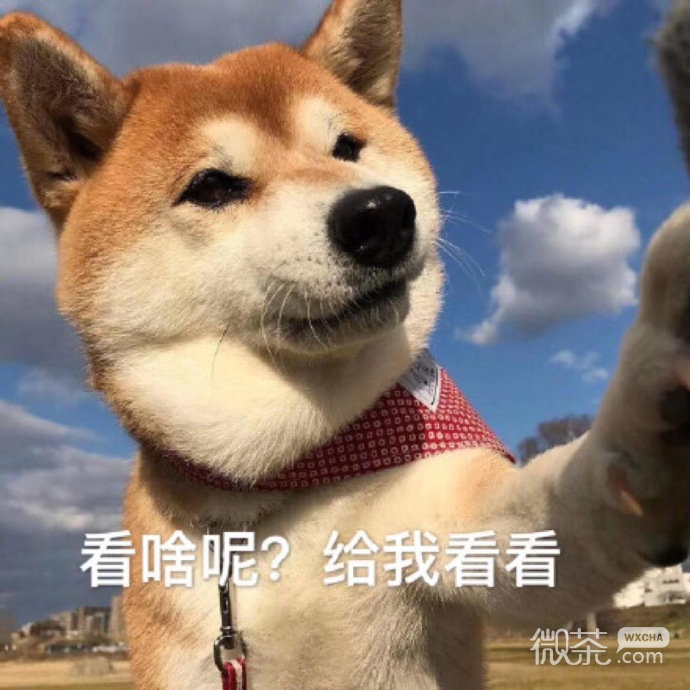 搞笑带字的微信沙雕群聊表情合集