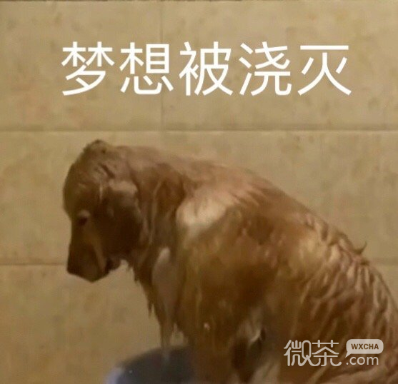 搞笑带字的微信沙雕群聊表情合集
