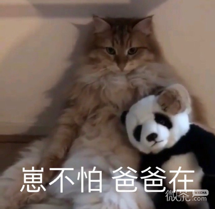 搞笑带字的微信沙雕群聊表情合集