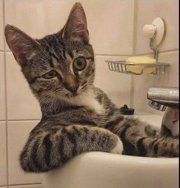 微信近期斗图恶搞表情包2020/4/5(二)