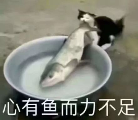 搞怪带字的微信萌宠喵星人表情包