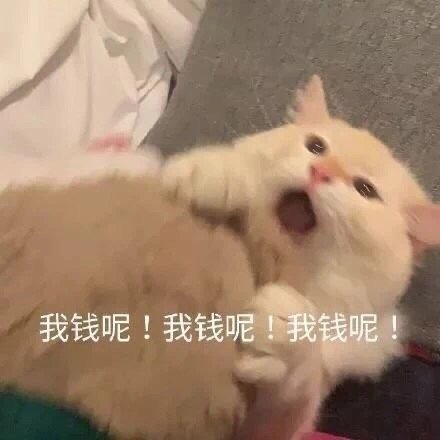 搞怪带字的微信萌宠喵星人表情包