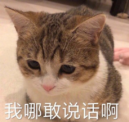 搞怪带字的微信萌宠喵星人表情包