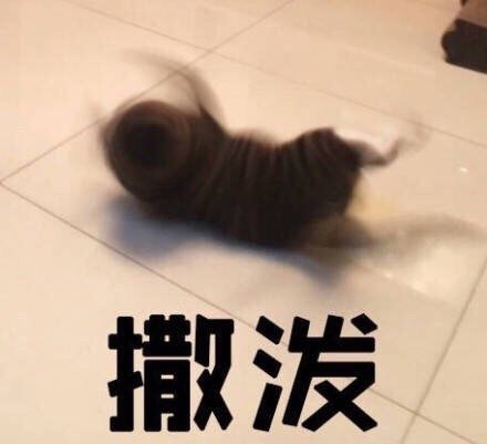 搞怪带字的微信萌宠喵星人表情包