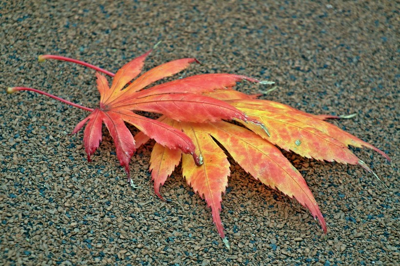 颜色各异的枫叶微信唯美摄影图片