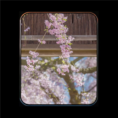 唯美小清新的微信窗口图片